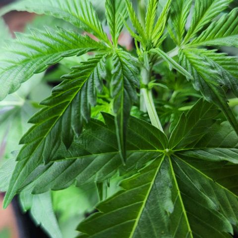 Banana Kush Auto 01 growlog photo: Começando a encher 🙏