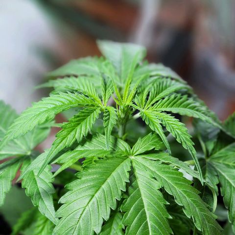 Banana Kush Auto 01 growlog photo: Começando a encher 🙏