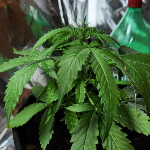 Banana Kush Auto 01 growlog photo: Começando a encher 🙏