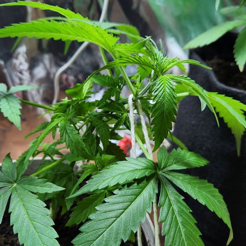 Banana Kush Auto 01 growlog photo: Começando a encher 🙏