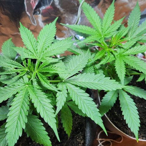 Banana Kush Auto 01 growlog photo: Começando a encher 🙏
