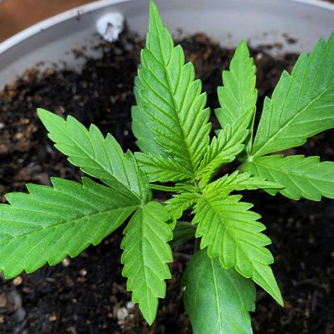 Banana Kush Auto 01 growlog timeline photo