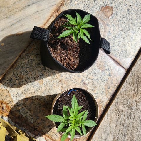 Banana Kush Auto 01 growlog timeline photo