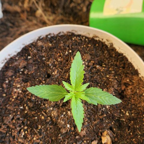 Banana Kush Auto 01 growlog photo: Primeiro par de folha completo 