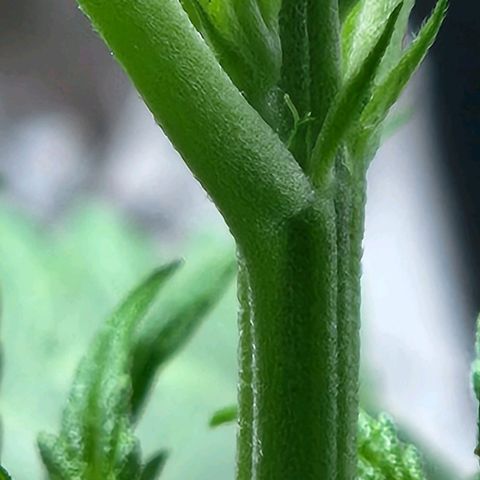 Banana Kush Auto 01 growlog photo: Apresentou os primeiros pistilos 