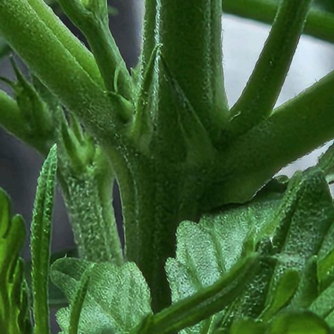 Banana Kush Auto 01 growlog photo: Apresentou os primeiros pistilos 