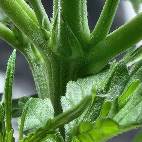 Banana Kush Auto 01 growlog photo: Apresentou os primeiros pistilos 