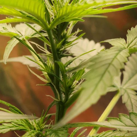 Banana Kush Auto 01 growlog photo: Primeira semana de flora, 39 dias de vida