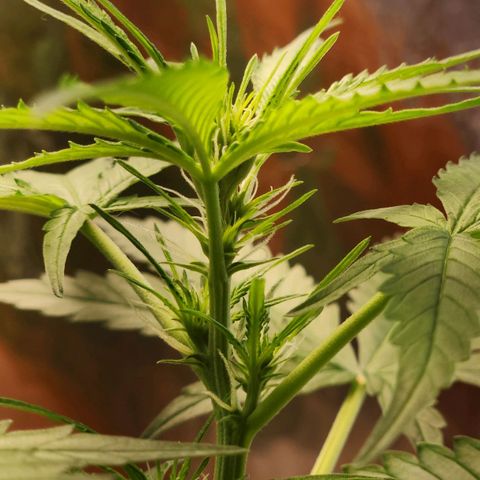 Banana Kush Auto 01 growlog photo: Primeira semana de flora, 39 dias de vida