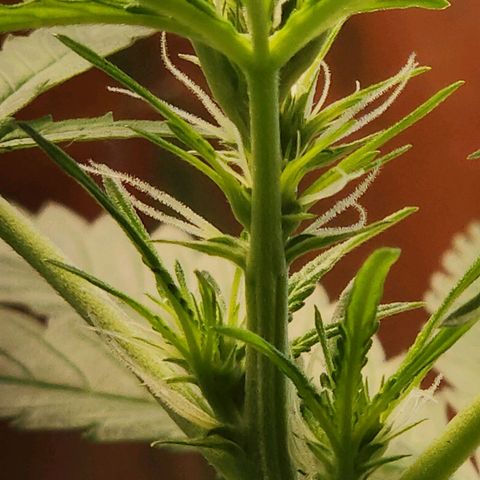 Banana Kush Auto 01 growlog photo: Primeira semana de flora, 39 dias de vida
