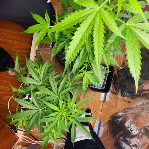 Banana Kush Auto 01 growlog photo: Primeira semana de flora, 39 dias de vida