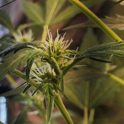 Banana Kush Auto 01 growlog timeline photo