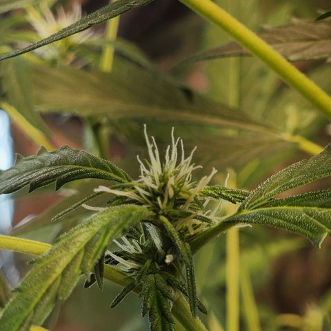 Banana Kush Auto 01 growlog timeline photo