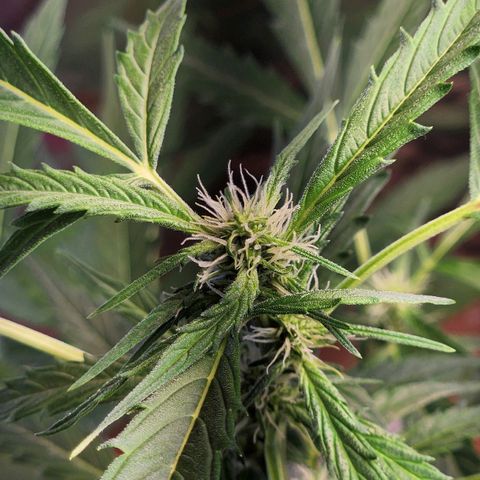 Banana Kush Auto 01 growlog timeline photo