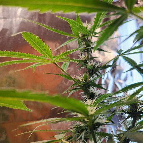 Banana Kush Auto 01 growlog timeline photo