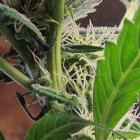 Banana Kush Auto 01 growlog photo: nevando 