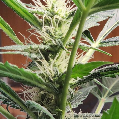 Banana Kush Auto 01 growlog photo: nevando 