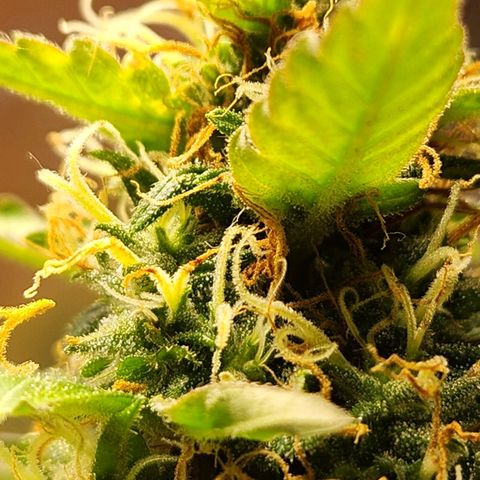 Banana Kush Auto 01 growlog photo: Reta final da flora 🙏🙏