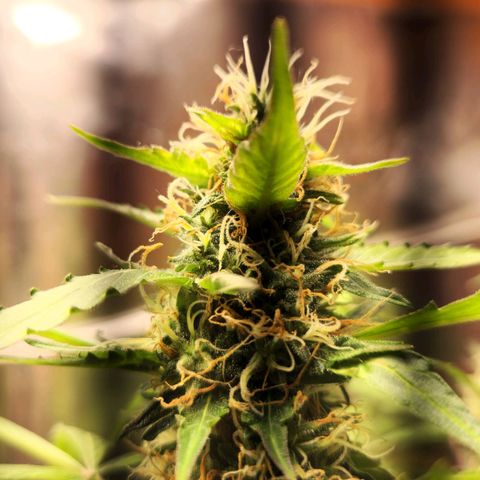 Banana Kush Auto 01 growlog photo: Reta final da flora 🙏🙏