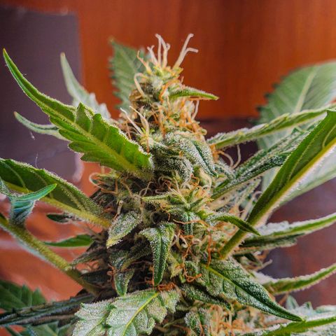 Banana Kush Auto 01 growlog photo: Reta final da flora 🙏🙏