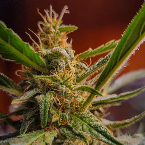 Banana Kush Auto 01 growlog photo: Reta final da flora 🙏🙏