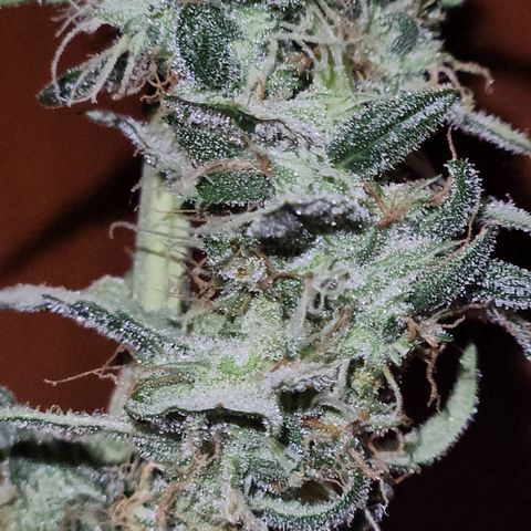 Banana Kush Auto 01 growlog timeline photo