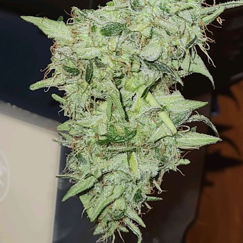 Banana Kush Auto 01 growlog timeline photo