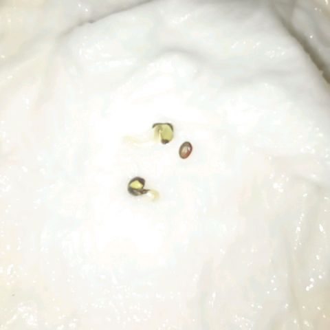 Chalu growlog photo: Aparición de la Radicula