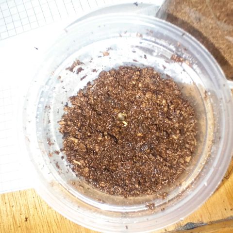 Chalu growlog photo: Se transplanto, ha sustrato