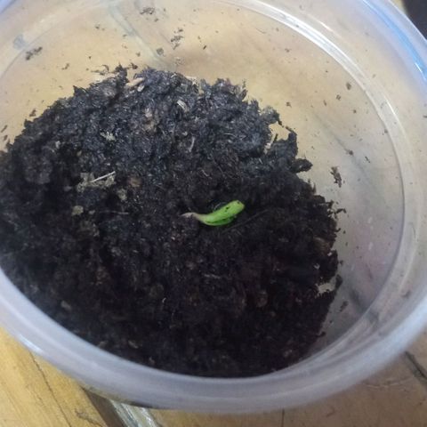 Chalu growlog photo: Se observa la aparicion de las primeras hojaa. 