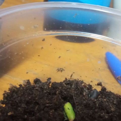 Chalu growlog timeline photo