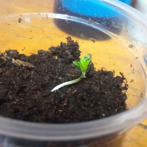 Chalu growlog photo: Se observa que mide 1 cm. 