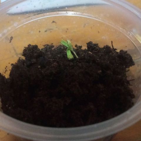 Chalu growlog timeline photo