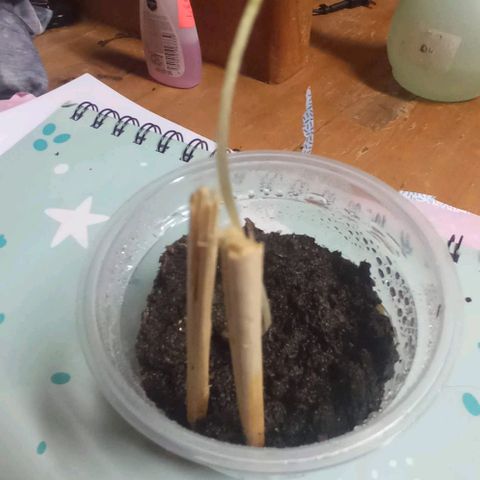 Chalu growlog timeline photo