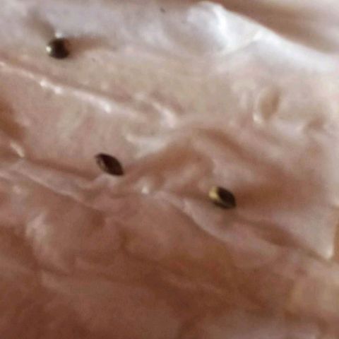 Chalu growlog timeline photo