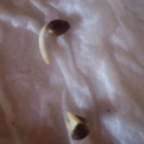 Chalu growlog timeline photo