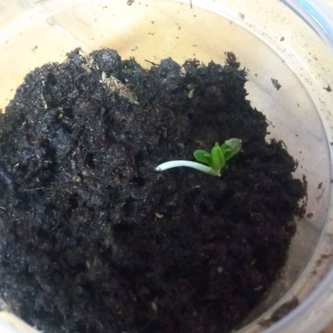 Chalu growlog timeline photo