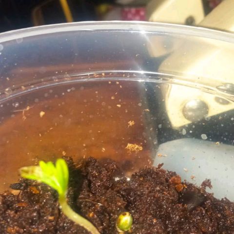 Chalu growlog timeline photo
