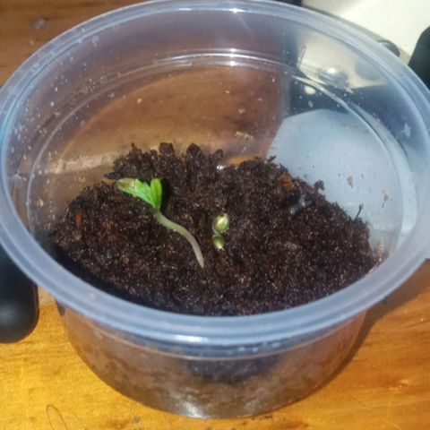 Chalu growlog timeline photo