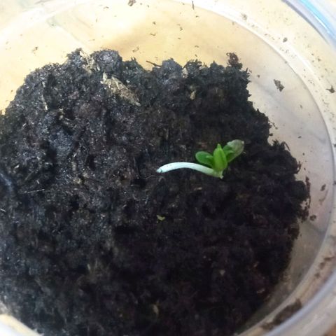 Chalu growlog timeline photo