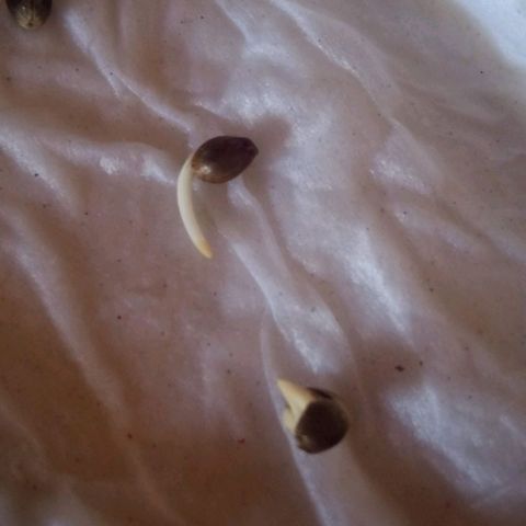 Chalu growlog timeline photo