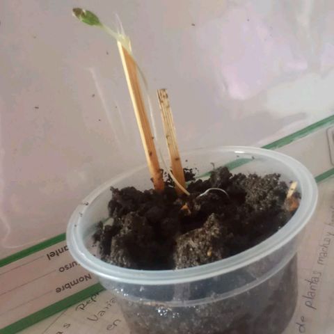 Chalu growlog timeline photo