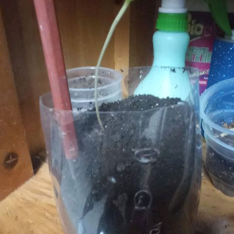 Chalu growlog timeline photo