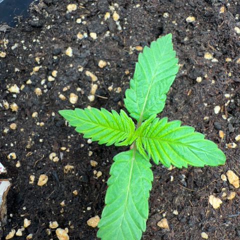 Queen growlog timeline photo