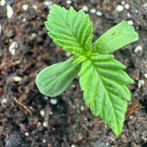 Queen growlog timeline photo
