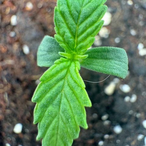 Kostenlos growlog timeline photo