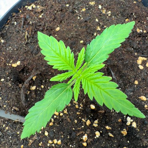 Kostenlos growlog timeline photo