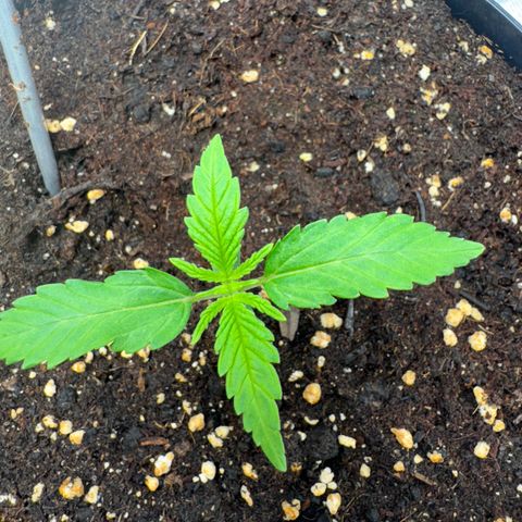 Kostenlos growlog timeline photo