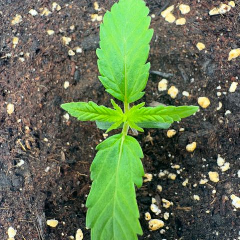 Kostenlos growlog timeline photo