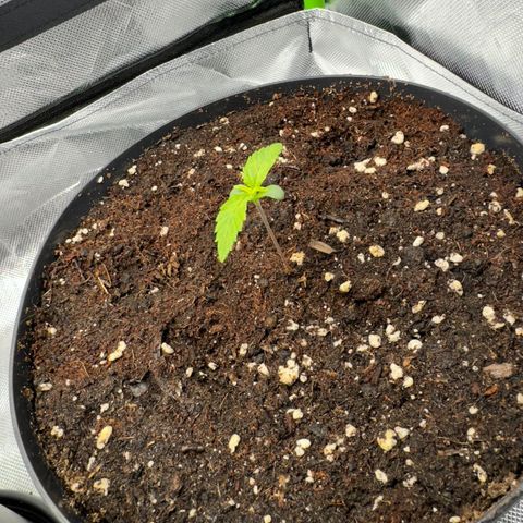 Kostenlos growlog timeline photo